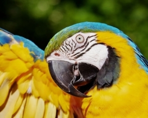 The Magic of the Macaw